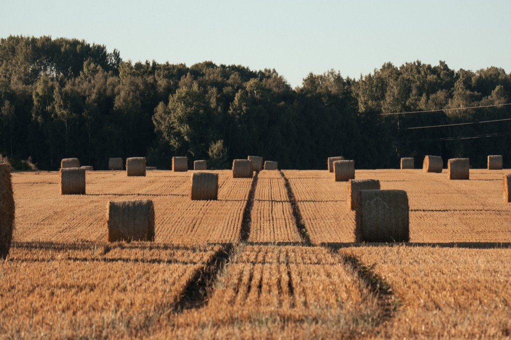 Transitioning into Autumn